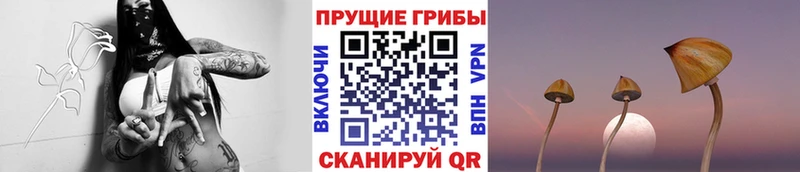 Купить  Южно-Сахалинск  Псилоцибиновые грибы GOLDEN TEACHER 